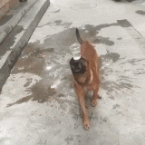 dog with glass of water gif