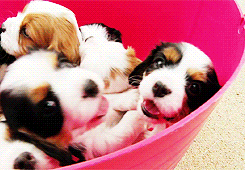 cute beagle puppies gif