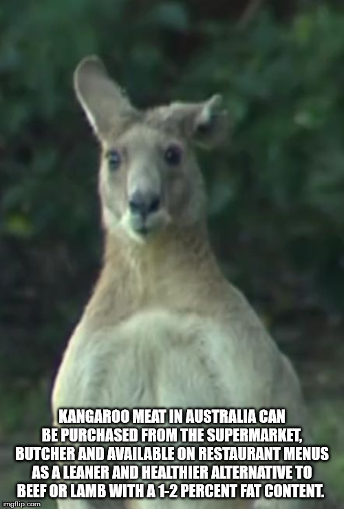 kangaroo - Kangaroo Meat In Australia Can Be Purchased From The Supermarket Butcher And Available On Restaurant Menus As A Leaner And Healthier Alternative To Beef Or Lamb With A 12 Percent Fat Content. imgflip.com