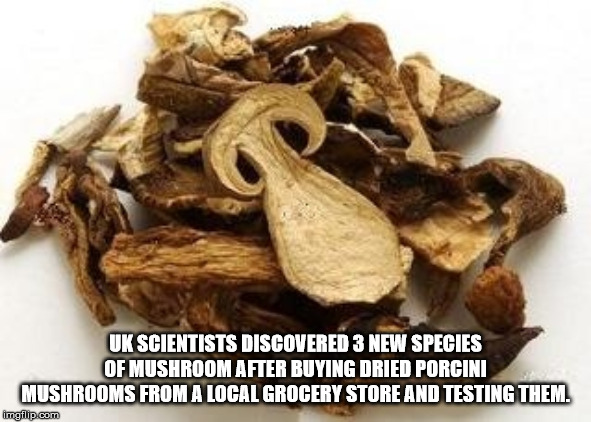 dianhong - Uk Scientists Discovered 3 New Species Of Mushroom After Buying Dried Porcini Mushrooms From A Local Grocery Store And Testing Them. imgflip.com