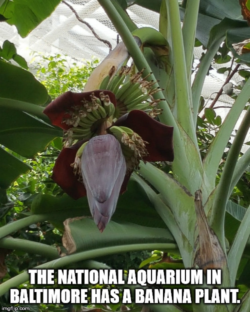 leaf - The National Aquarium In Baltimore Has A Banana Plant. imgflip.com