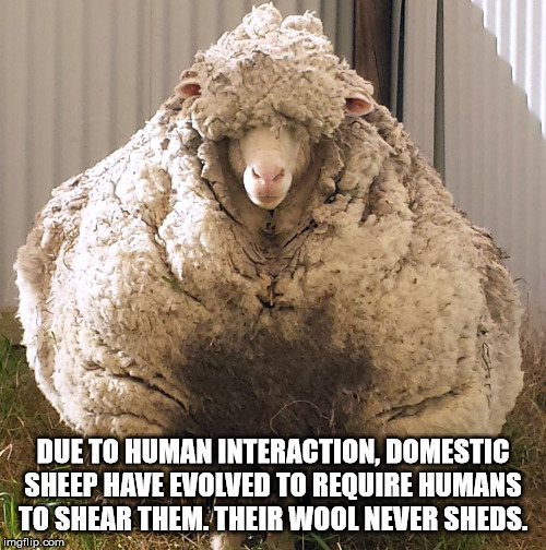 chris the sheep - Due To Human Interaction, Domestic Sheep Have Evolved To Require Humans To Shear Them Their Wool Never Sheds. imgflip.com