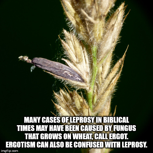 grass family - Many Cases Of Leprosy In Biblical Times May Have Been Caused By Fungus That Grows On Wheat, Call Ergot. Ergotism Can Also Be Confused With Leprosy. imgflip.com