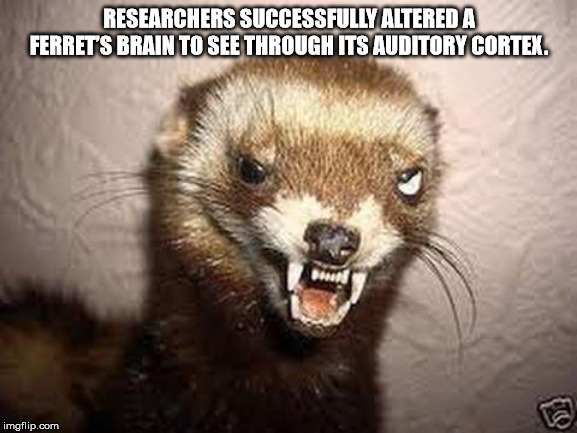 mink - Researchers Successfully Altereda Ferrets Brain To See Through Its Auditory Cortex. imgflip.com