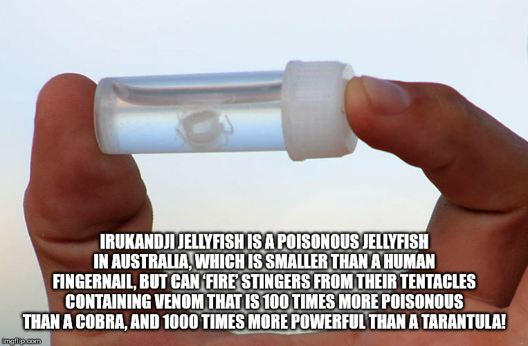 hand - Irukandji Jellyfish Is A Poisonous Jellyfish In Australia, Which Is Smaller Than A Human Fingernail, But Can Fire Stingers From Their Tentacles Containing Venom That Is 100 Times More Poisonous Than A Cobra, And 1000 Times More Powerful Than A Tara