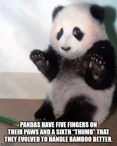 baby panda - Pandas Have Five Fingers On Their Paws And A Sixth "Thumb" That They Evolved To Handle Bamboo Better. imgflip.com