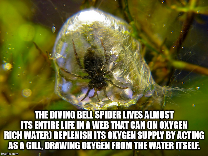 dive bell spider - The Diving Bell Spider Lives Almost Its Entire Life In A Web That Can Cin Oxygen Rich Water Replenish Its Oxygen Supply By Acting As A Gill, Drawing Oxygen From The Water Itself. imgflip.com