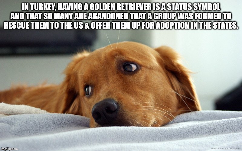 Tin Turkey, Having A Golden Retriever Is Astatus Symbol And That So Many Are Abandoned That A Group Was Formed To Rescue Them To The Us & Offer Them Up For Adoption In The States. imgflip.com