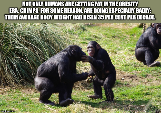 socially awkward penguin template - Not Only Humans Are Getting Fat In The Obesity Era.Chimps, For Some Reason, Are Doing Especially Badlya Their Average Body Weight Had Risen 35 Per Cent Per Decade. imgflip.com