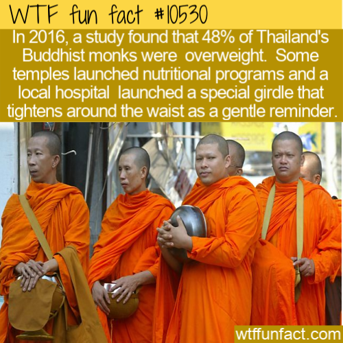 monk - Wtf fun fact In 2016, a study found that 48% of Thailand's Buddhist monks were overweight. Some temples launched nutritional programs and a local hospital launched a special girdle that tightens around the waist as a gentle reminder. wtffunfact.com