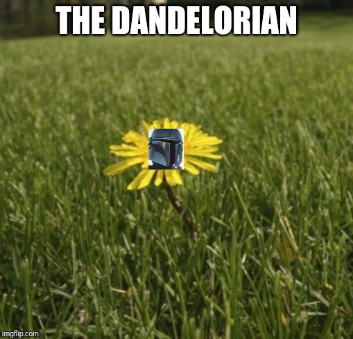 dendelion meme - The Dandelorian imgflip.com