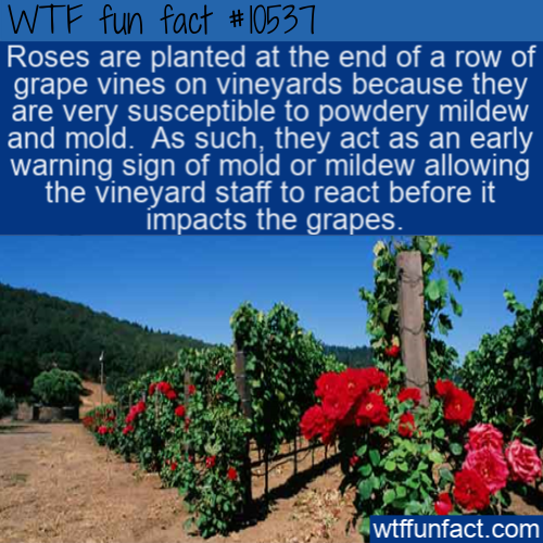 tree - Wtf fun fact Roses are planted at the end of a row of grape vines on vineyards because they are very susceptible to powdery mildew, and mold. As such, they act as an early warning sign of mold or mildew allowing the vineyard staff to react before i