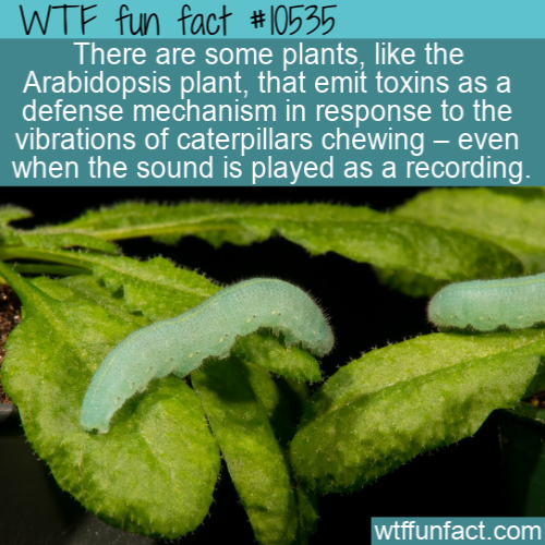 cabbage butterfly caterpillar on mustard plant - Wtf fun fact There are some plants, the Arabidopsis plant, that emit toxins as a defense mechanism in response to the vibrations of caterpillars chewing even when the sound is played as a recording. wtffunf