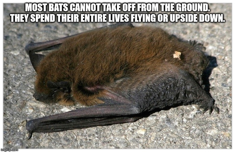 alpesh patel - Most Bats Cannot Take Off From The Ground. They Spend Their Entire Lives Flying Or Upside Down. imgflip.com