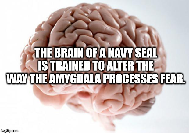 scumbag brain template - The Brain Of A Navy Seal Is Trained To Alter The Way The Amygdala Processes Fear. imgflip.com