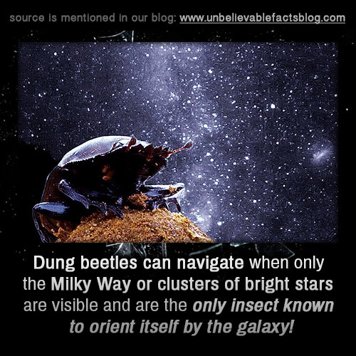 milky way wmeme - source is mentioned in our blog Dung beetles can navigate when only the Milky Way or clusters of bright stars are visible and are the only insect known to orient itself by the galaxy!