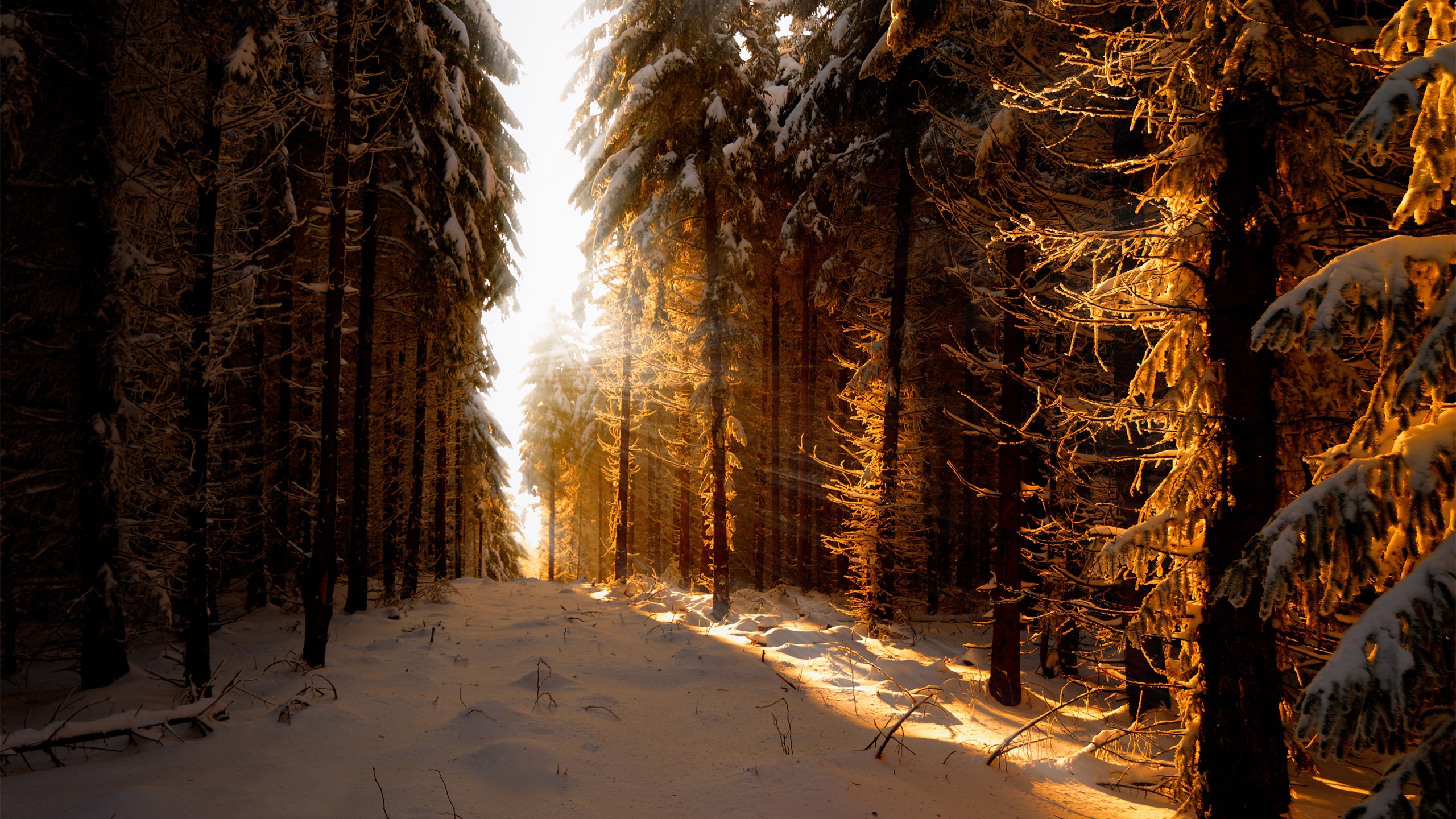 snow forest sun