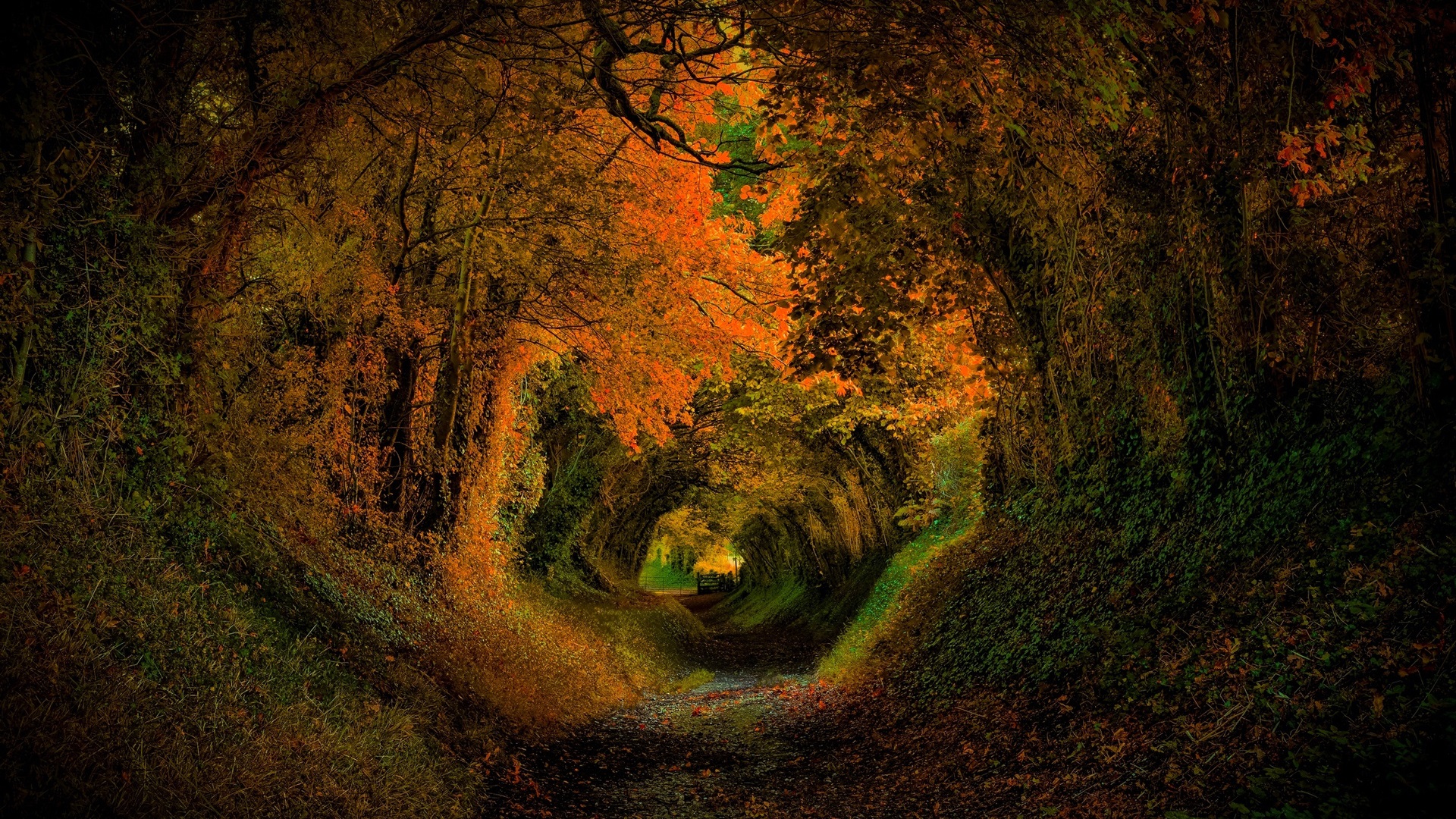 tunnel forest