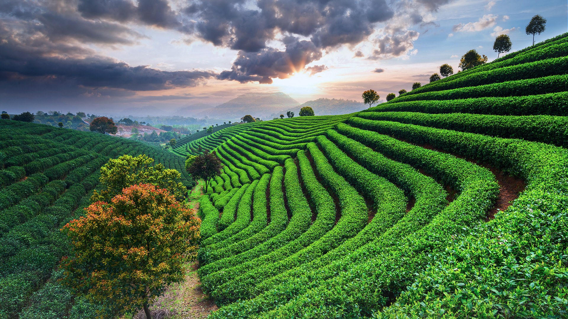 tea plantation china - Wall