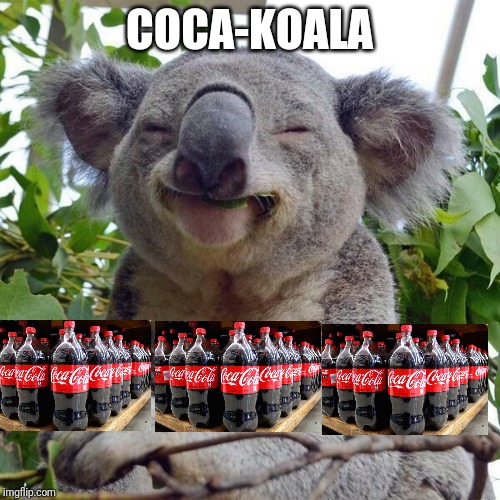 happy koala