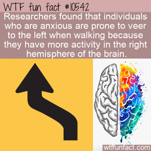 human behavior - Wtf fun fact Researchers found that individuals who are anxious are prone to veer to the left when walking because they have more activity in the right hemisphere of the brain. wtffunfact.c om