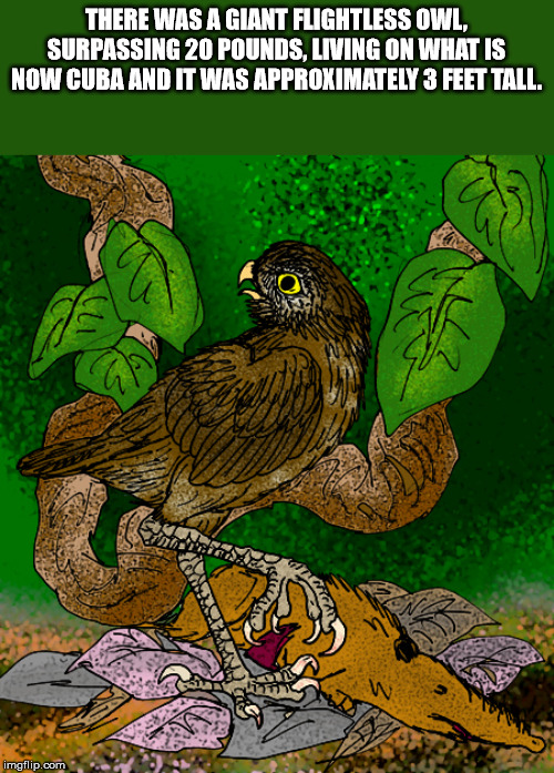 ornimegalonyx oteroi - There Was A Giant Flightless Owl, Surpassing 20 Pounds, Living On What Is Now Cuba And It Was Approximately 3 Feet Tall. imgflip.com