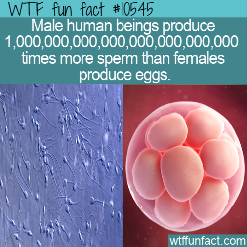 water - Wtf fun fact Male human beings produce 1.000.000.000.000.000.000.000.000 times more sperm than females produce eggs. wtffunfact.com