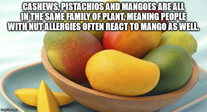 perra de copetran - Cashews, Pistachios And Mangoes Are All In The Same Family Of Plant, Meaning People With Nut Allergies Often React To Mango As Well. imgflip.com