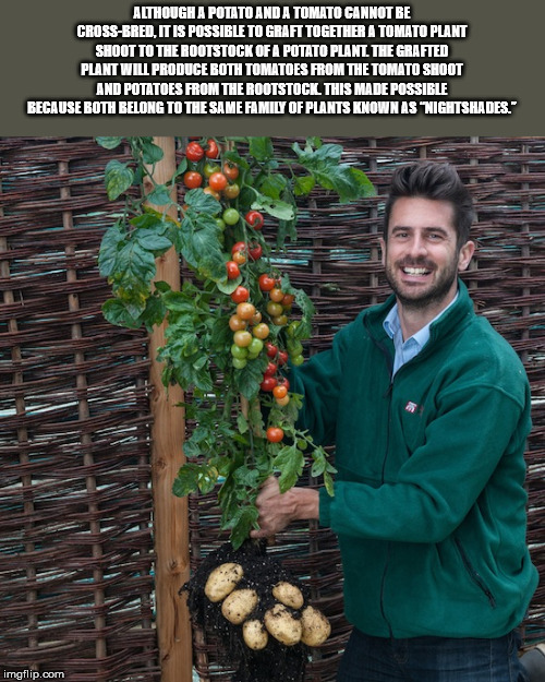 tomtato plant - Although A Potato And A Tomato Cannot Be CrossBred, It Is Possible To Graft Together A Tomato Plant Shoot To The Rootstock Of A Potato Plant. The Grafted Plant Will Produce Both Tomatoes From The Tomato Shoot And Potatoes From The Rootstoc