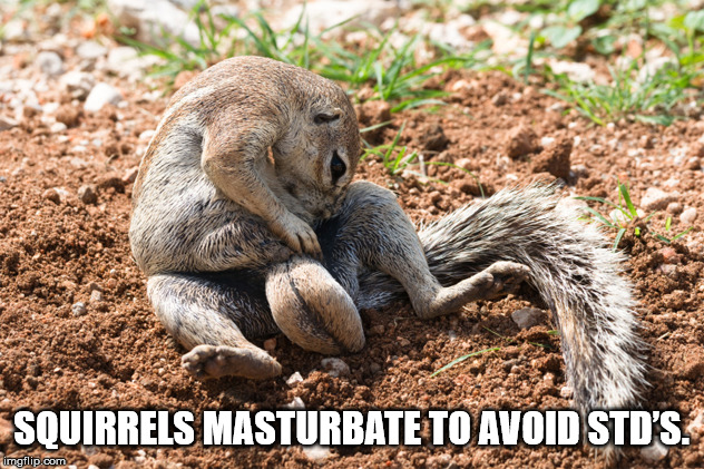 deez squirrel nuts - Squirrels Masturbate To Avoid Std'S. imgflip.com