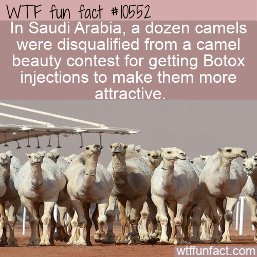 herd - Wtf fun fact In Saudi Arabia, a dozen camels were disqualified from a camel beauty contest for getting Botox injections to make them more attractive. wtffunfact.com