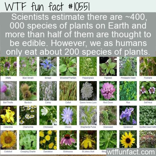 grass - Wtf fun fact Scientists estimate there are ~400, 000 species of plants on Earth and more than half of them are thought to be edible. However, we as humans only eat about 200 species of plants. vervan Ottopost Weee Care C ome Chicco wtffunfact.com