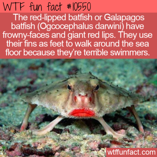 rosy lipped batfish - Wtf fun fact The redlipped batfish or Galapagos batfish Ogcocephalus darwini have frownyfaces and giant red lips. They use their fins as feet to walk around the sea floor because they're terrible swimmers. wtffunfact.com
