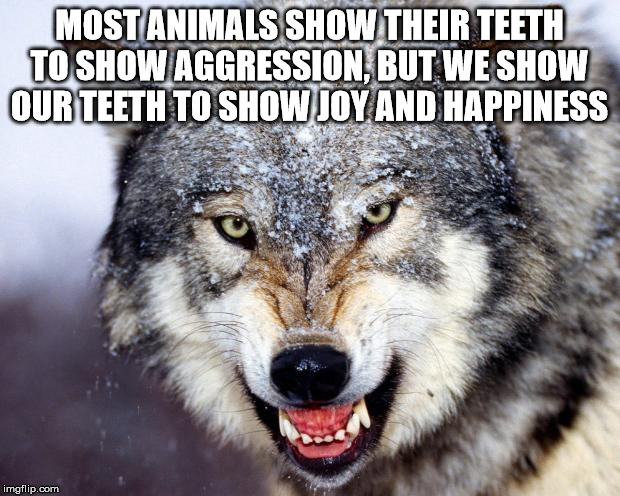 snarling wolf in snow - Most Animals Show Their Teeth To Show Aggression, But We Show Our Teeth To Show Joy And Happiness imgflip.com