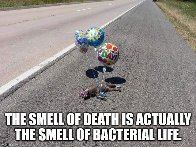 tu maldita madre - The Smell Of Death Is Actually The Smell Of Bacterial Life. imgflip.com