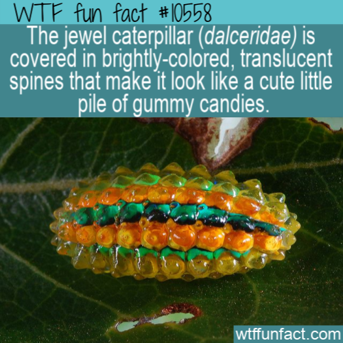 dalceridae moth caterpillar - Wtf fun fact The jewel caterpillar dalceridae is covered in brightlycolored, translucent spines that make it look a cute little pile of gummy candies. wtffunfact.com