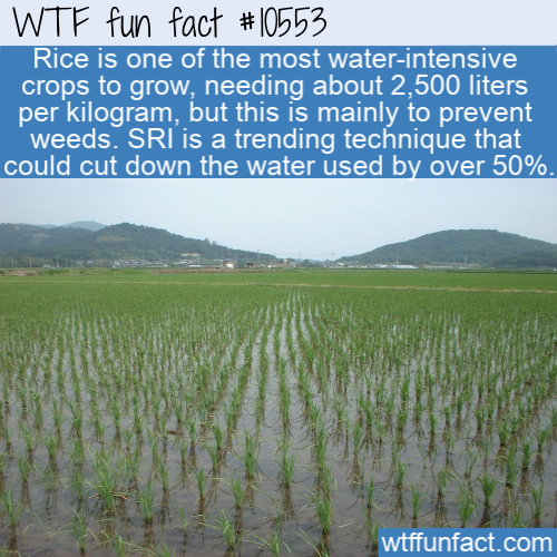 water resources - Wtf fun fact Rice is one of the most waterintensive, crops to grow, needing about 2,500 liters per kilogram, but this is mainly to prevent weeds. Sri is a trending technique that could cut down the water used by over 50%. wtffunfact.com