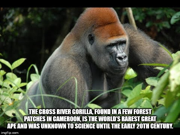 endangered species - The Cross River Gorilla, Found In A Few Forest Patches In Cameroon, Is The World'S Rarest Great Ape And Was Unknown To Science Until The Early 20TH Century. imgflip.com