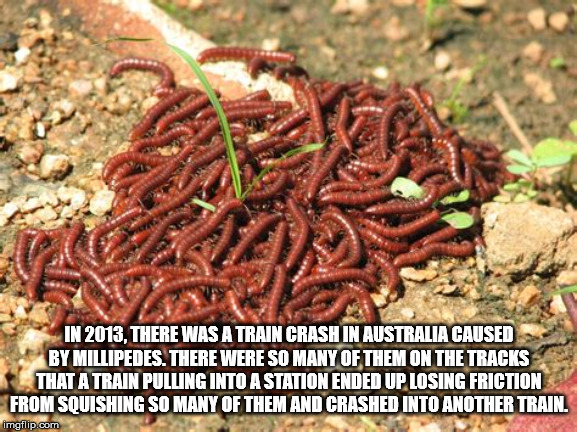 millipede meaning in hindi - In 2013. There Was A Train Crash In Australia Caused By Millipedes. There Were So Many Of Them On The Tracks That A Train Pulling Into A Station Ended Up Losing Friction From Souishing So Many Of Them And Crashed Into Another 