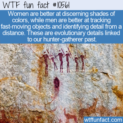 hunter gatherers - Wtf fun fact Women are better at discerning shades of colors, while men are better at tracking fastmoving objects and identifying detail from a distance. These are evolutionary details linked to our huntergatherer past, wtffunfact.com