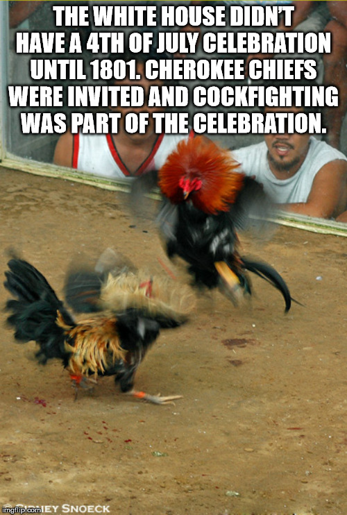 cockfighting philippines - The White House Didn'T Have A 4TH Of July Celebration Until 1801. Cherokee Chiefs Were Invited And Cockfighting Was Part Of The Celebration. imgflip.comIEY Snoeck