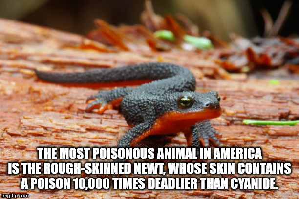 fire bellied newt - The Most Poisonous Animal In America Is The RoughSkinned Newt, Whose Skin Contains Apoison 10.000 Times Deadlier Than Cyanides imgflip.com