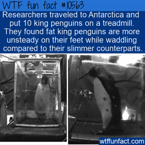 water - Wtf fun fact Researchers traveled to Antarctica and put 10 king penguins on a treadmill. They found fat king penguins are more unsteady on their feet while waddling compared to their slimmer counterparts. wtffunfact.com