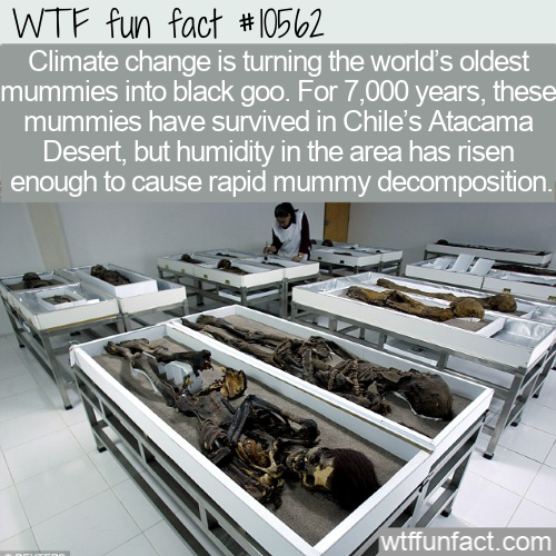 black goo - Wtf fun fact Climate change is turning the world's oldest mummies into black goo. For 7,000 years, these mummies have survived in Chile's Atacama Desert, but humidity in the area has risen enough to cause rapid mummy decomposition. wtffunfact.