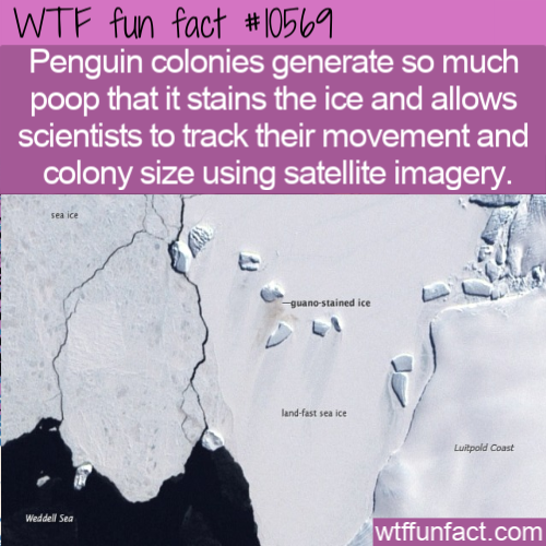 map - Wtf fun fact Penguin colonies generate so much poop that it stains the ice and allows scientists to track their movement and colony size using satellite imagery. guanostained ice landfast sea ice Luitpold Coast Weddell Sea wtffunfact.com