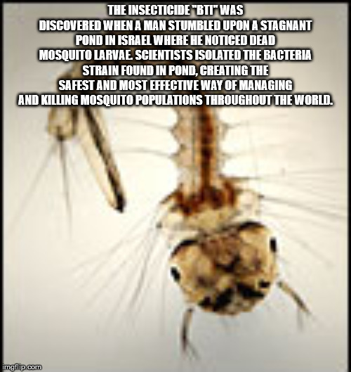 culex pipiens - The Insecticide"Btit Was Discovered When A Man Stumbled Upon A Stagnant Pond In Israel Where He Noticed Dead Mosquito Larvae Scientists Isolated The Bacteria Strain Found In Pond, Creating The Safest And Most Effective Way Of Managing And 