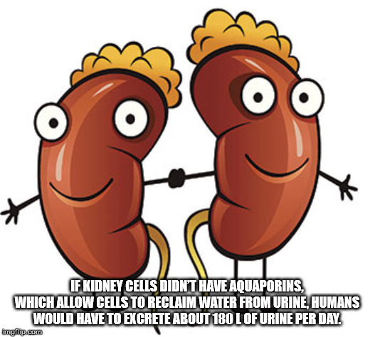 Organ - If Kidney Cells Didn'T Have Aquaporins, Which Allow Cells To Reclaim Water From Urine, Humans Would Have To Excrete About 180 Lof Urine Per Day. imgflip.com