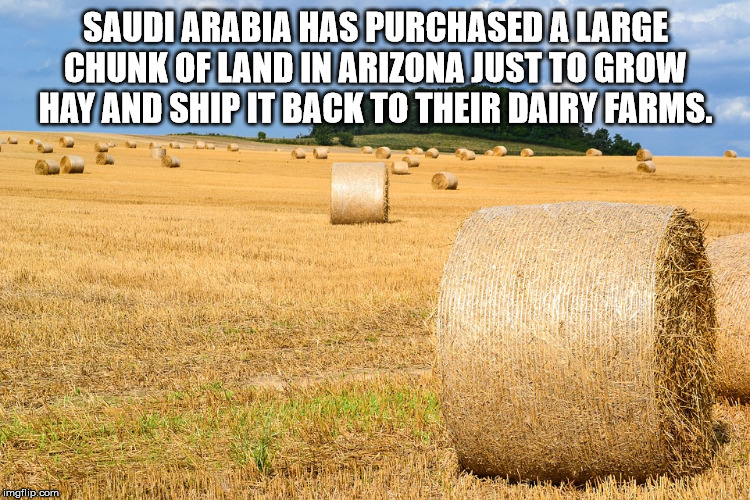 day on the internet kid - Saudi Arabia Has Purchased A Large Chunk Of Land In Arizona Just To Grow Hay And Ship It Back To Their Dairy Farms. imgflip.com