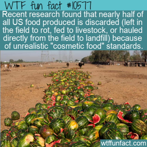 Food - Wtf fun fact Recent research found that nearly half of all Us food produced is discarded left in the field to rot, fed to livestock, or hauled directly from the field to landfill because of unrealistic "cosmetic food" standards. wtffunfact.com