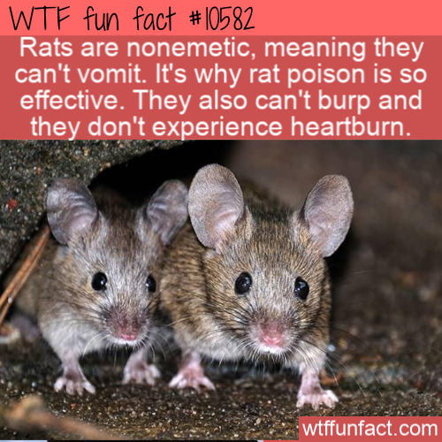 Rodent - Wtf fun fact Rats are nonemetic, meaning they can't vomit. It's why rat poison is so effective. They also can't burp and they don't experience heartburn. wtffunfact.com